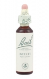 Beech (Buk lesní)